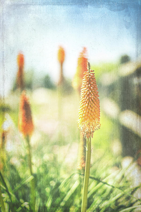 Summer Spikes Photograph by Jennifer Grossnickle