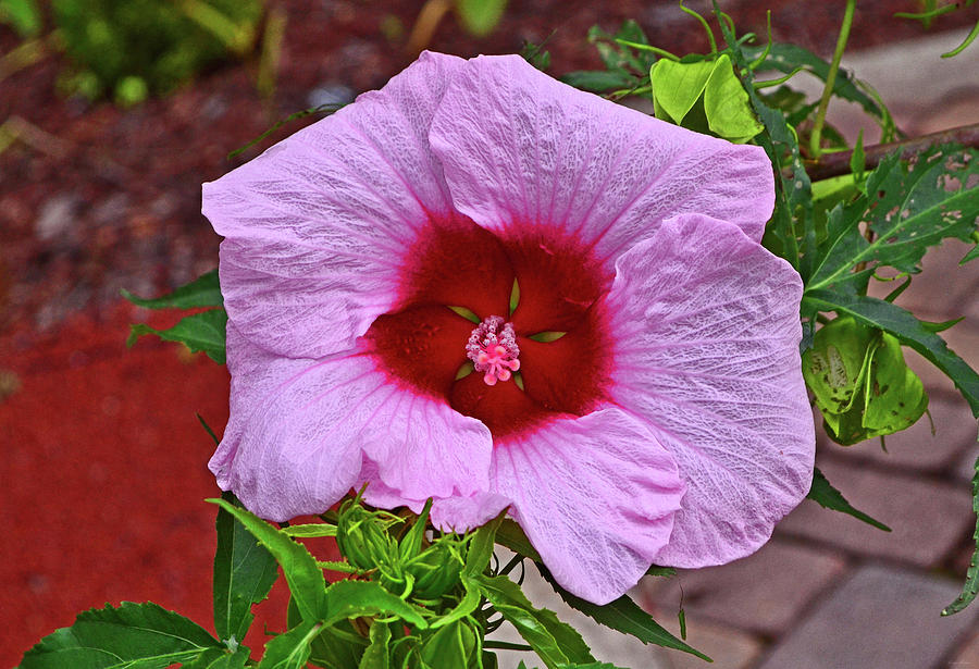 Summer Storm Hibiscus 003 Photograph by George Bostian