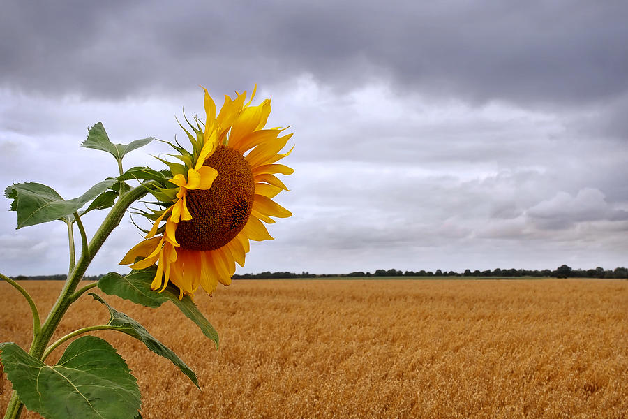 Summer Storm - Sunflower at Harvest Time Photograph by Gill Billington