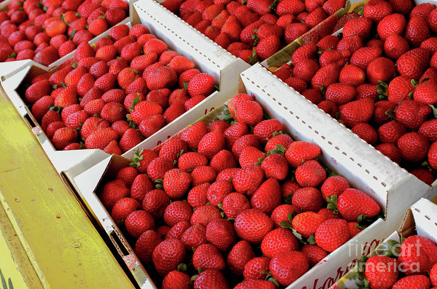 Summer Strawberries Photograph by Kip Krause