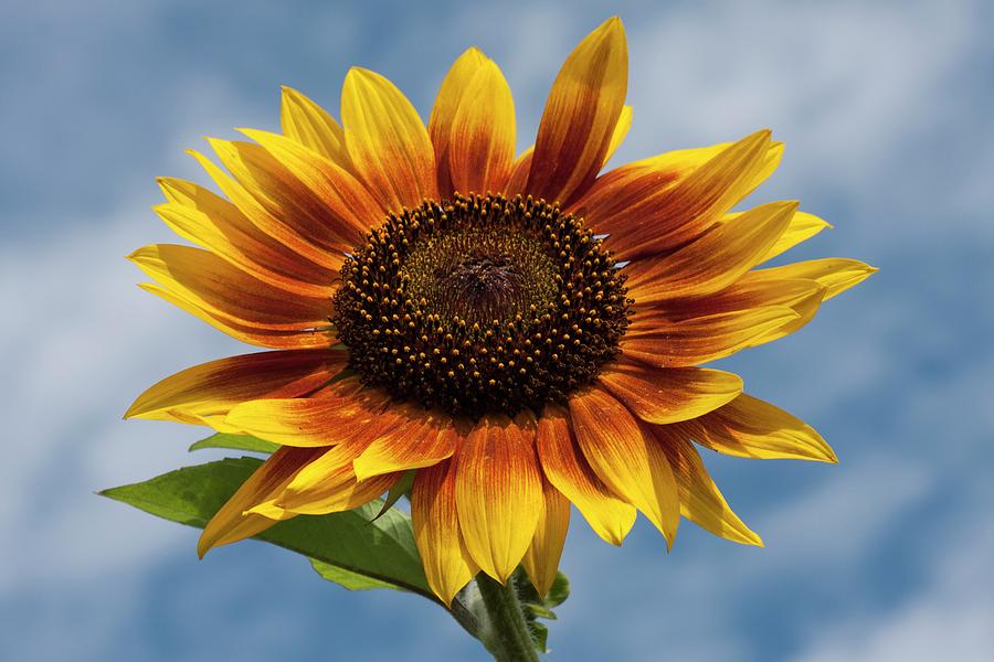 Summer, Sun, Flower by Richard Thomas Summer, Sun, Flower by Richard Thomas