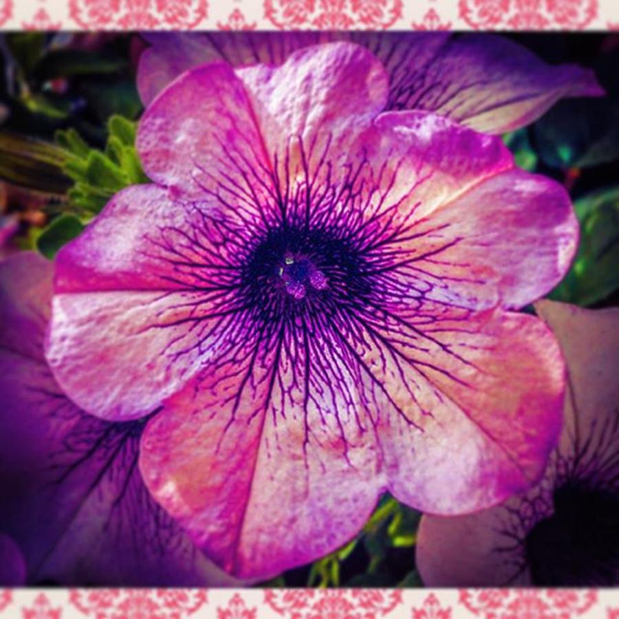 Summer Photograph - #summer #sun #flowers #purple #white by Sam Stratton