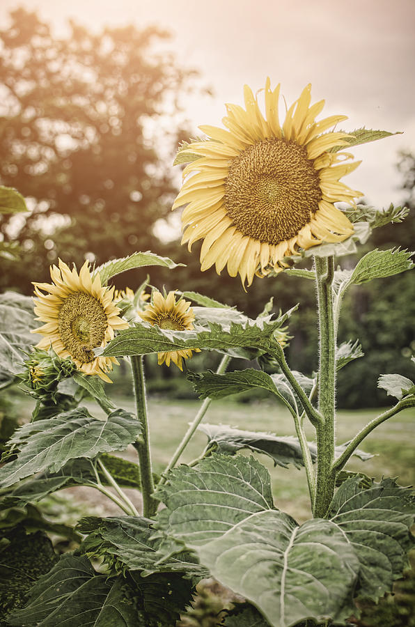 Sunflower Photograph - Summer Sun by Heather Applegate