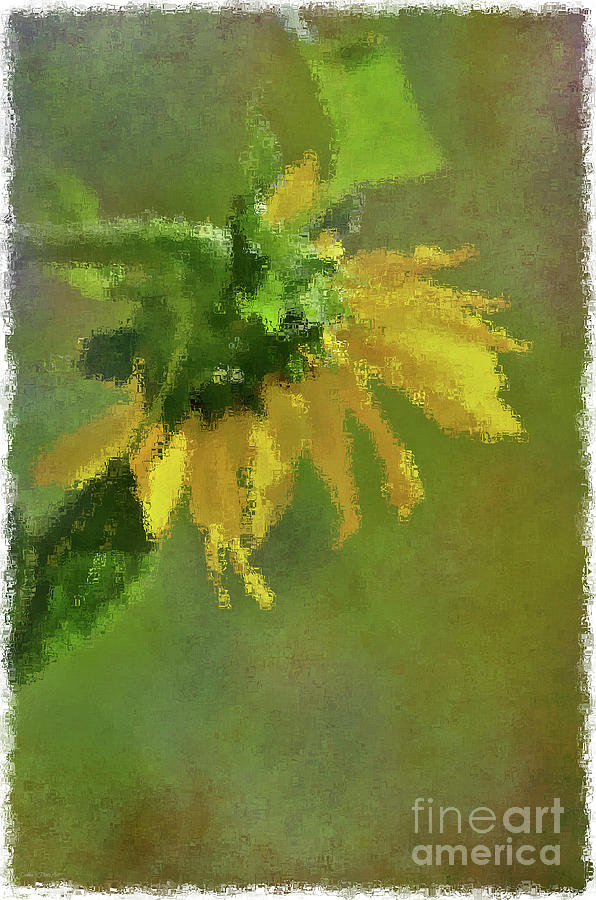 Summer Sunflower 1 Photograph by Debbie Portwood