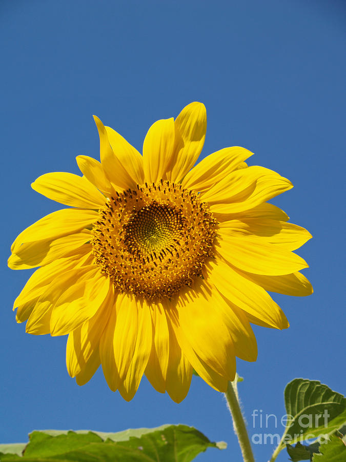 Nature Photograph - Summer Sunflower by Alex Cassels
