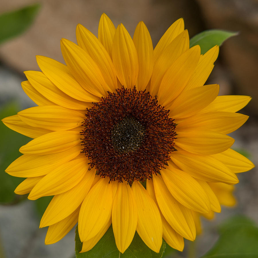 Summer Sunflower Photograph by Brenda Jacobs
