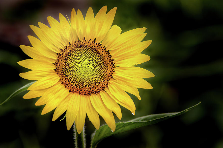 Summer Sunflower Photograph by Don Johnson
