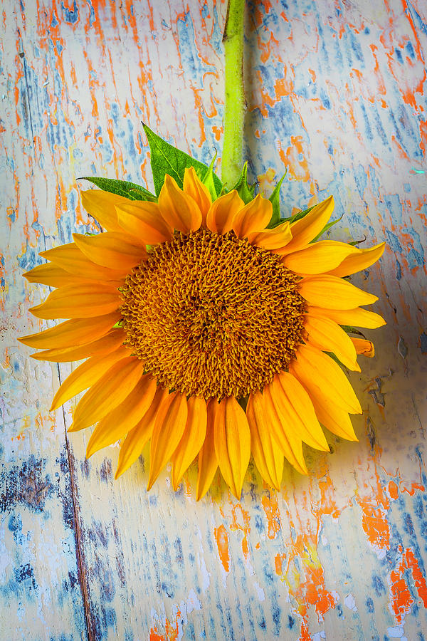 Summer Sunflower Photograph by Garry Gay