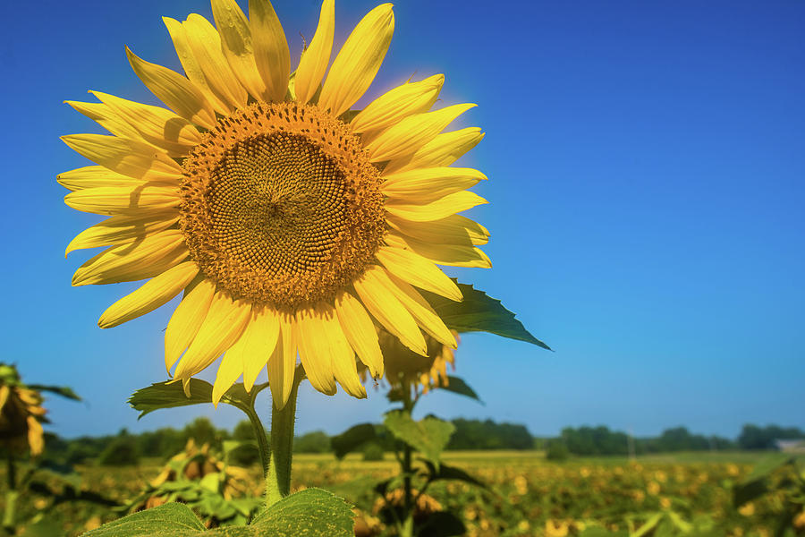Summer Sunflower Photograph by James-Allen