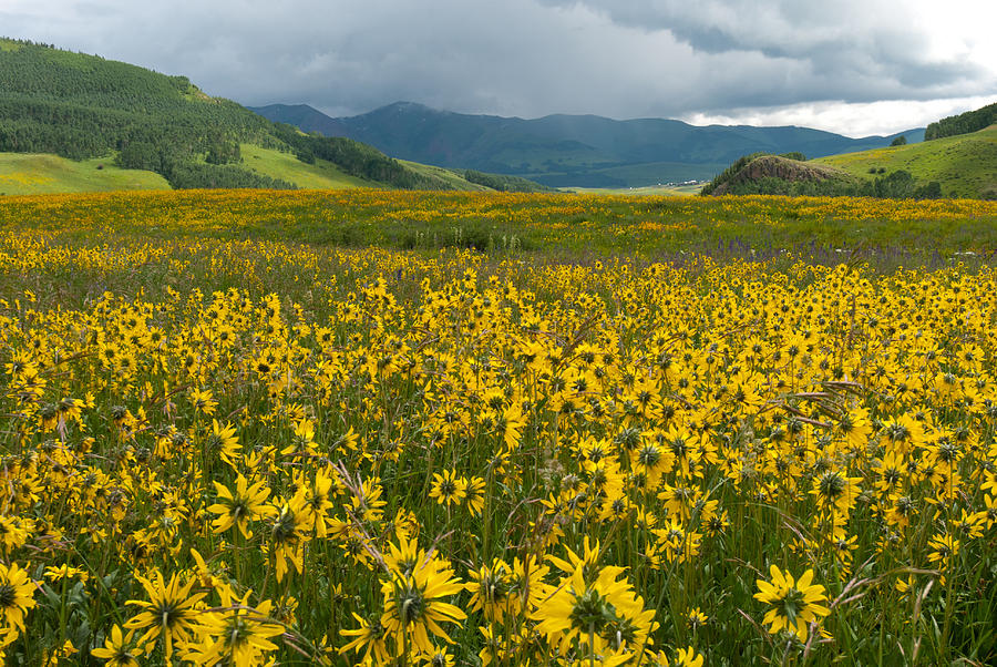 Summer Sunflower Landscape Photograph by Cascade Colors