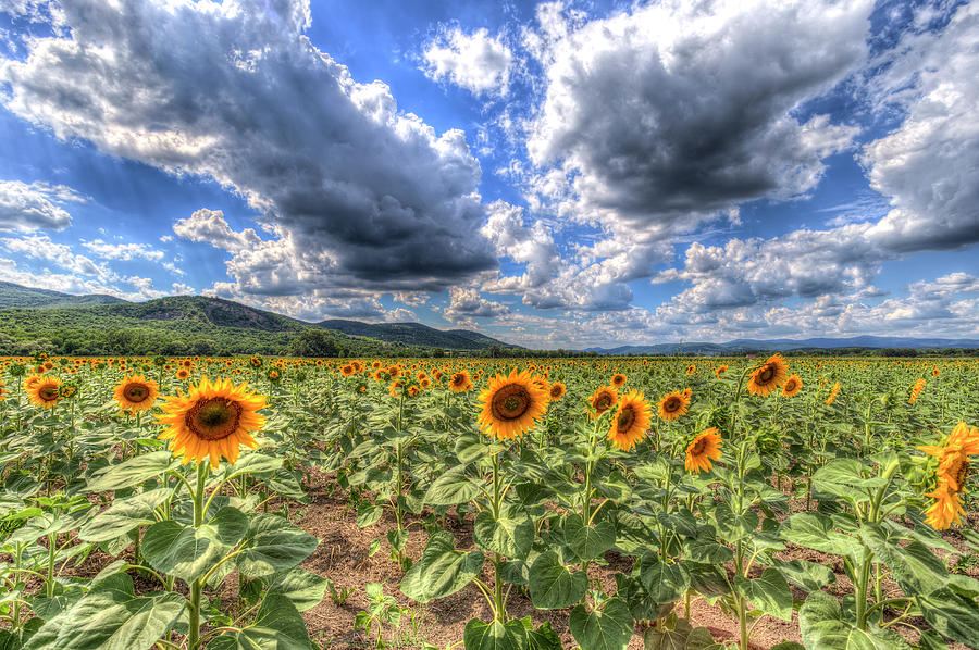 Summer Sunflower Landscape  Photograph by David Pyatt