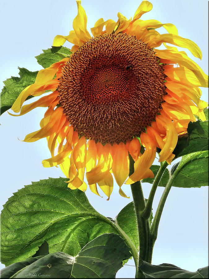 Summer sunflower Photograph by Mikki Cucuzzo