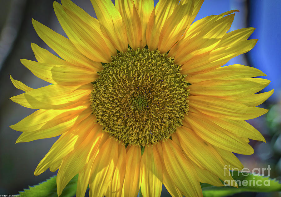 Summer Sunflower Photograph by Mitch Shindelbower