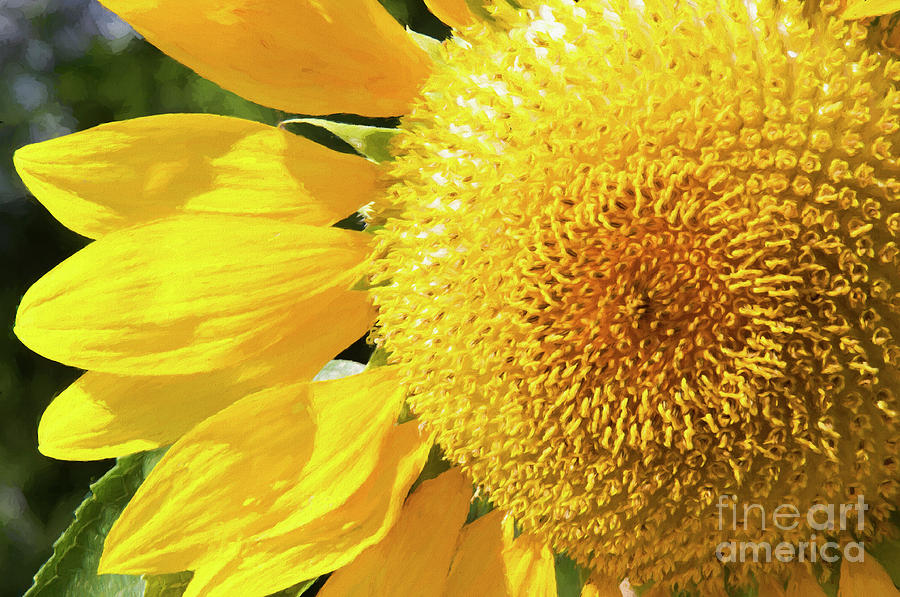 Summer Sunflower Painterly Photograph by Andee Design