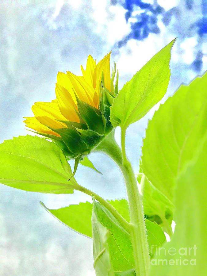 Sunflowers Photograph - Summer Sunflower  by Susan Carella