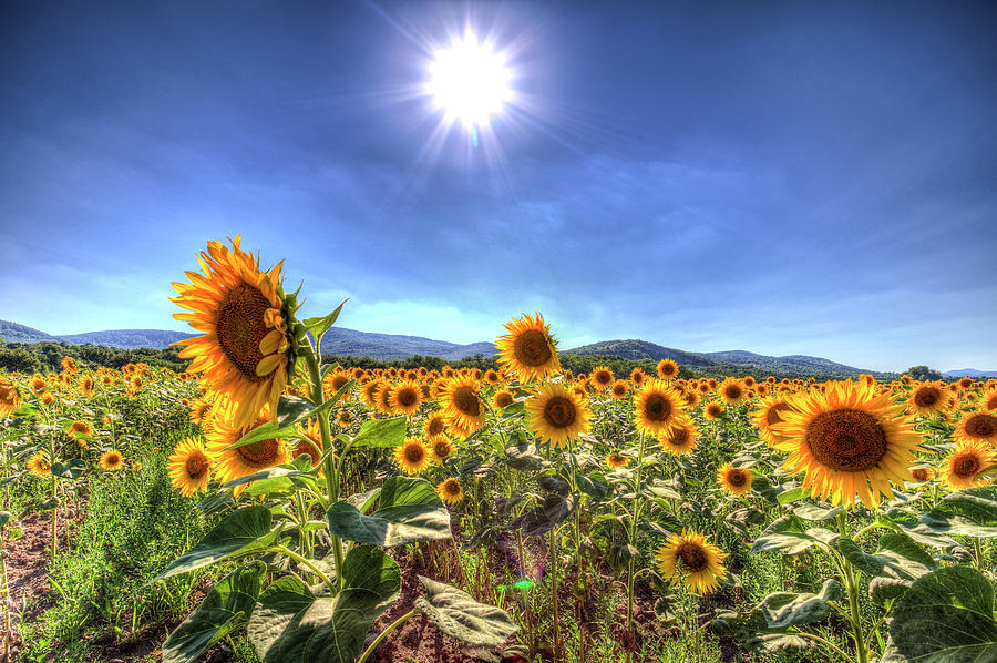 Summer Sunflowers Photograph by David Pyatt