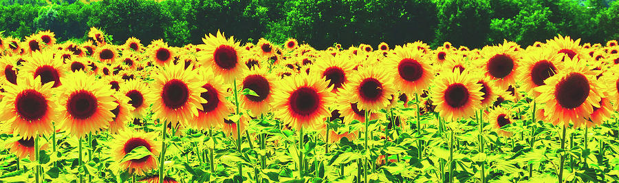 Summer Sunflowers Photograph by Mountain Dreams