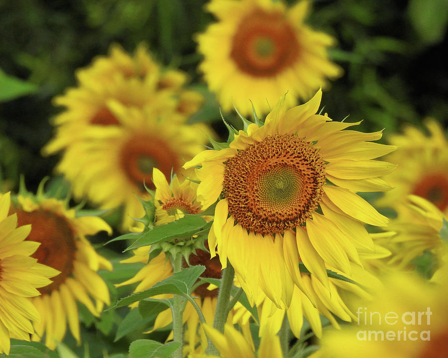 Summer Sunflowers Photograph by Scott Cameron