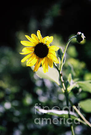 Sunflower Photograph - Summer Sunshine by Kathy McClure