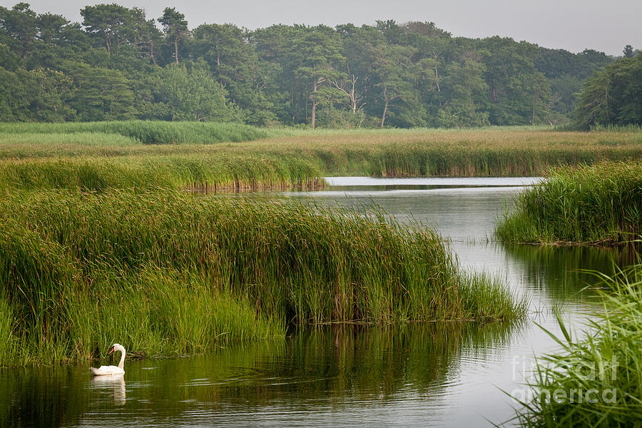 Summer Swan Photograph by Susan Cole Kelly