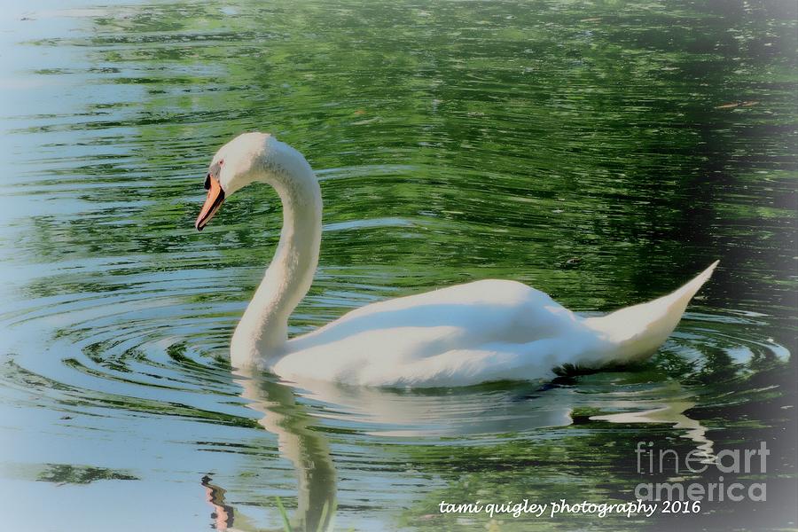 Summer Swan  Photograph by Tami Quigley