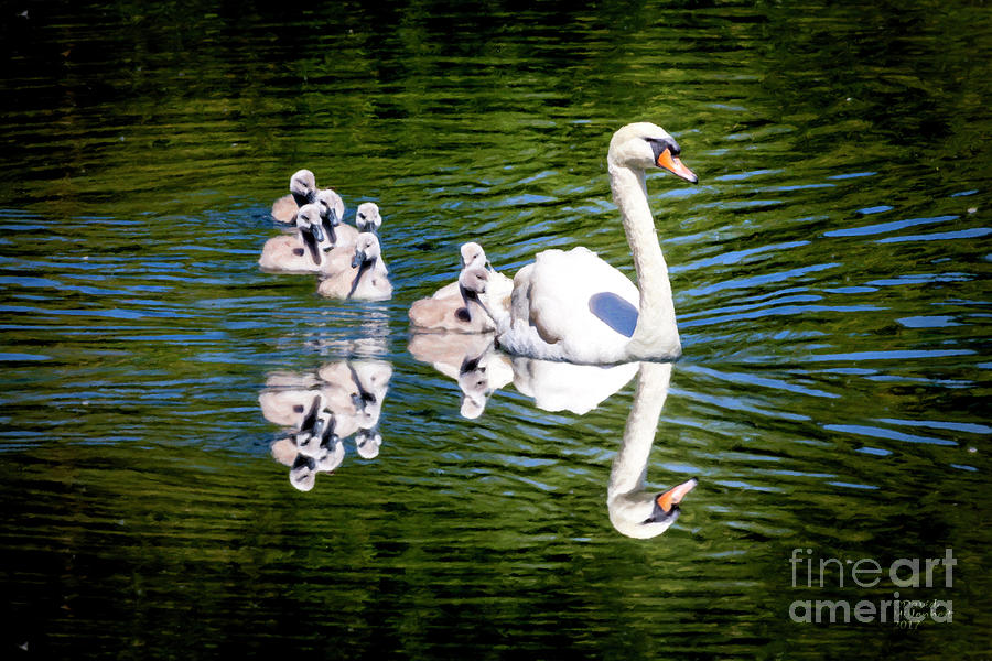 Summer Swans Mixed Media by David Millenheft