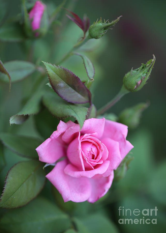 Summer Sweet Rose Photograph by Carol Groenen