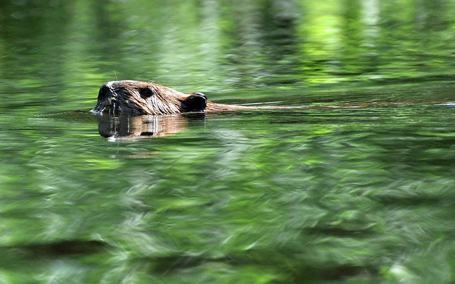 Beaver #1 Photograph by Glenn Gordon
