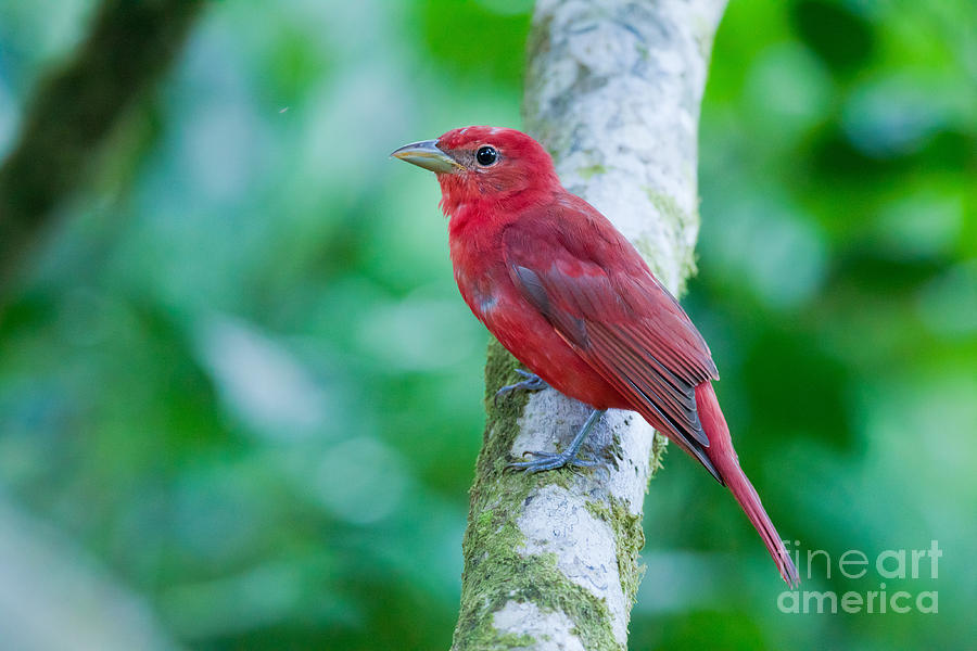 Summer Tanager Photograph by B.G. Thomson