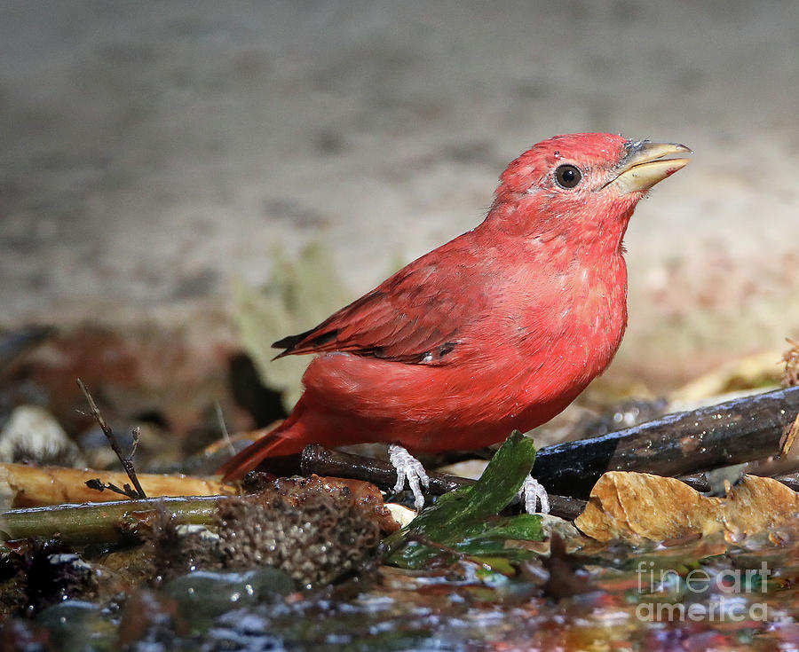 Summer Tanager Photograph by Elizabeth Winter