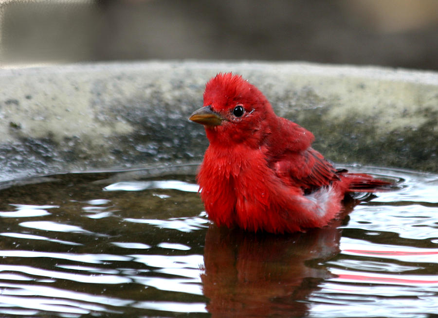 Summer Tanager in Bird Bath Photograph by Sheila Brown