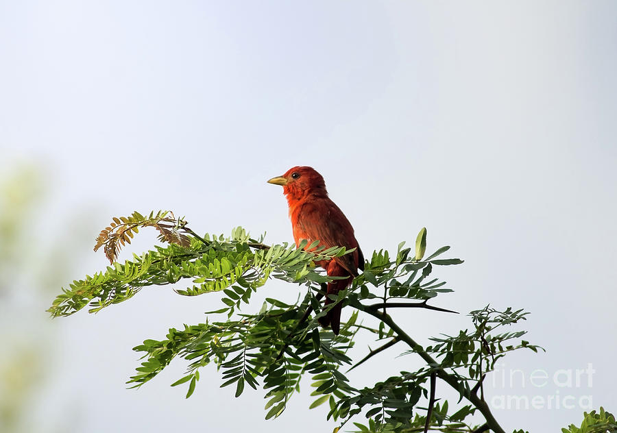 Summer Tanager In Mesquite Scrub Photograph by Robert Frederick