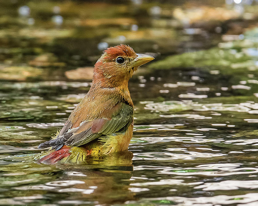 Summer Tanager In Water Photograph by Morris Finkelstein