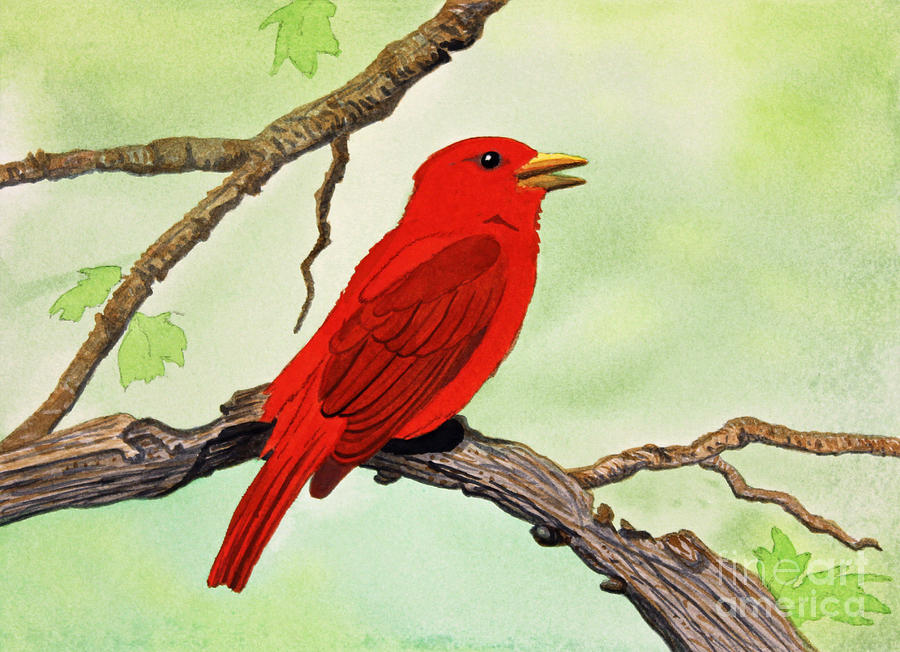 Summer Tanager Painting by Norma Appleton