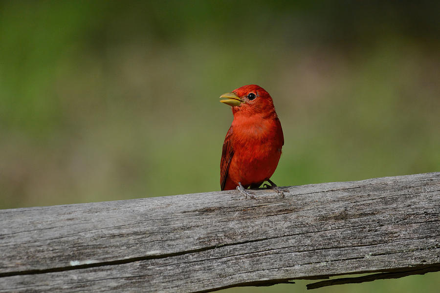 Summer Tanager On A Fence Shiloh Tennessee 052120152489 Photograph