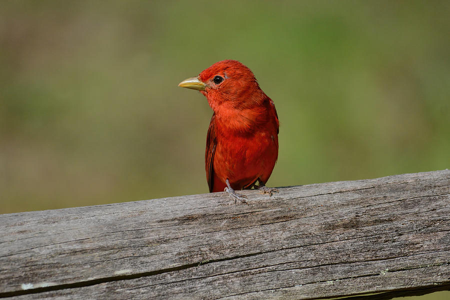 Summer Tanager On A Fence Shiloh Tennessee 052120152496 Photograph
