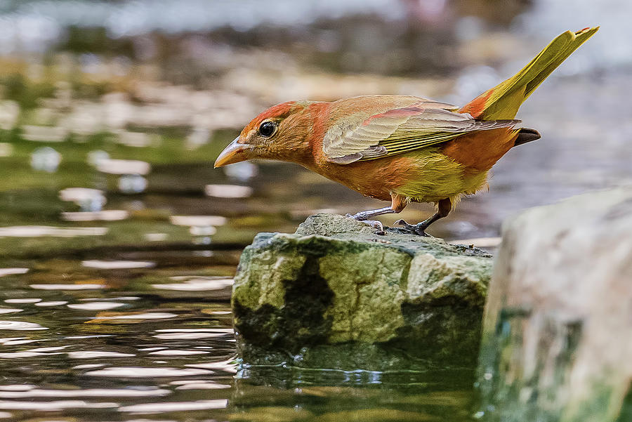 Summer Tanager Perched Photograph by Morris Finkelstein