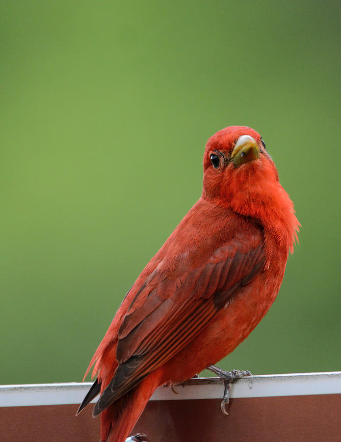 Summer Tanager Shiloh Tennessee 052120152636 Photograph