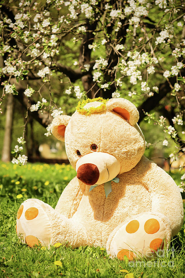 Summer Teddy Bear Photograph by Aleksey Tugolukov