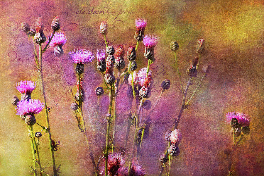 Summer Thistles Photograph by HH Photography of Florida