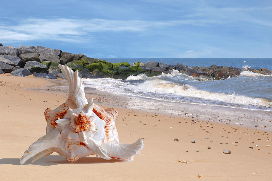 Summer Tide - Murex Seashell Photograph by Gill Billington