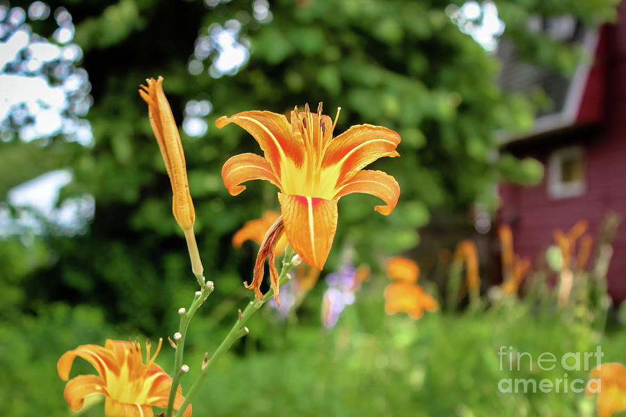 Summer Tiger Lilies Photograph by Colleen Kammerer