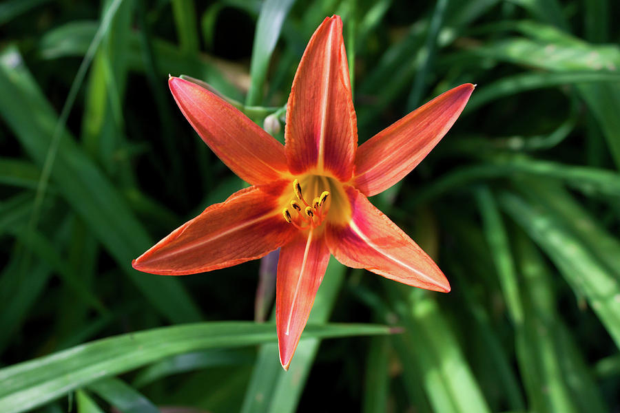 Summer Tiger Lily Photograph by Jeff Severson