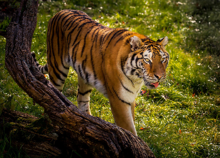Summer Tiger Photograph by Rikk Flohr
