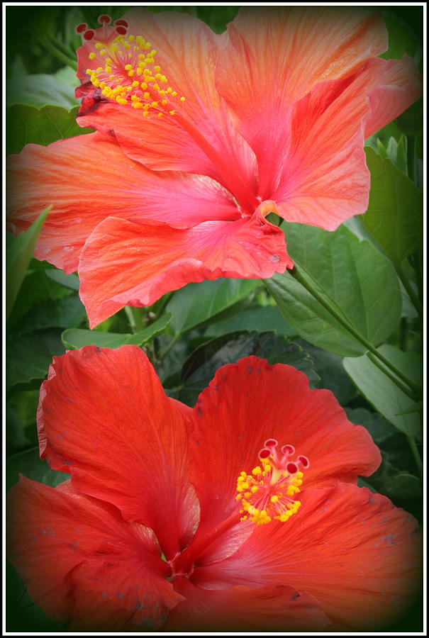 Nature Photograph - Summer Time Beauties - Hibiscus - Dora Sofia Caputo by Dora Sofia Caputo
