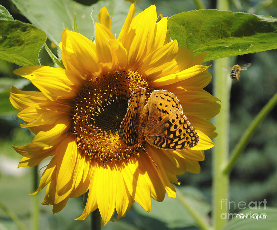 Sunflower Photograph - Summer Time by Cori Caputo