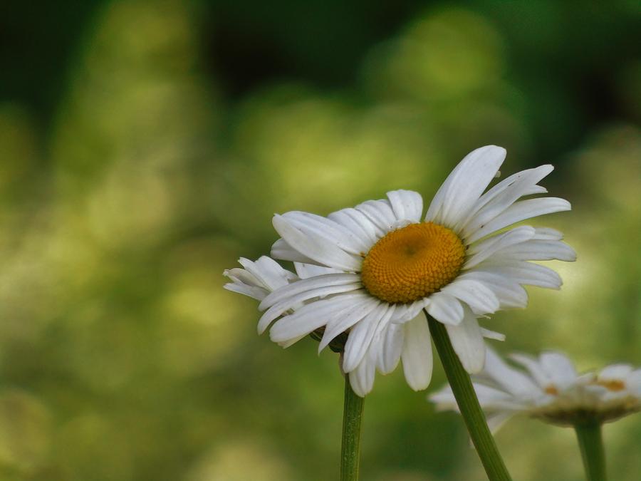 Summer Time Daisy Photograph by Barbara St Jean