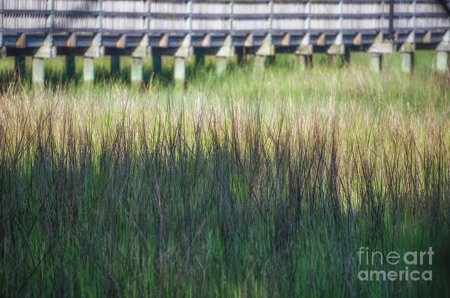 Summer Time Marsh Grass Photograph by Dale Powell