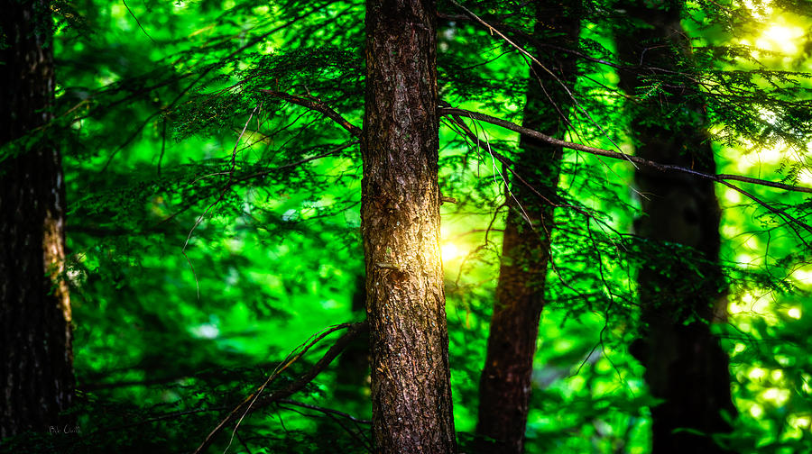Summer Trees Photograph by Bob Orsillo