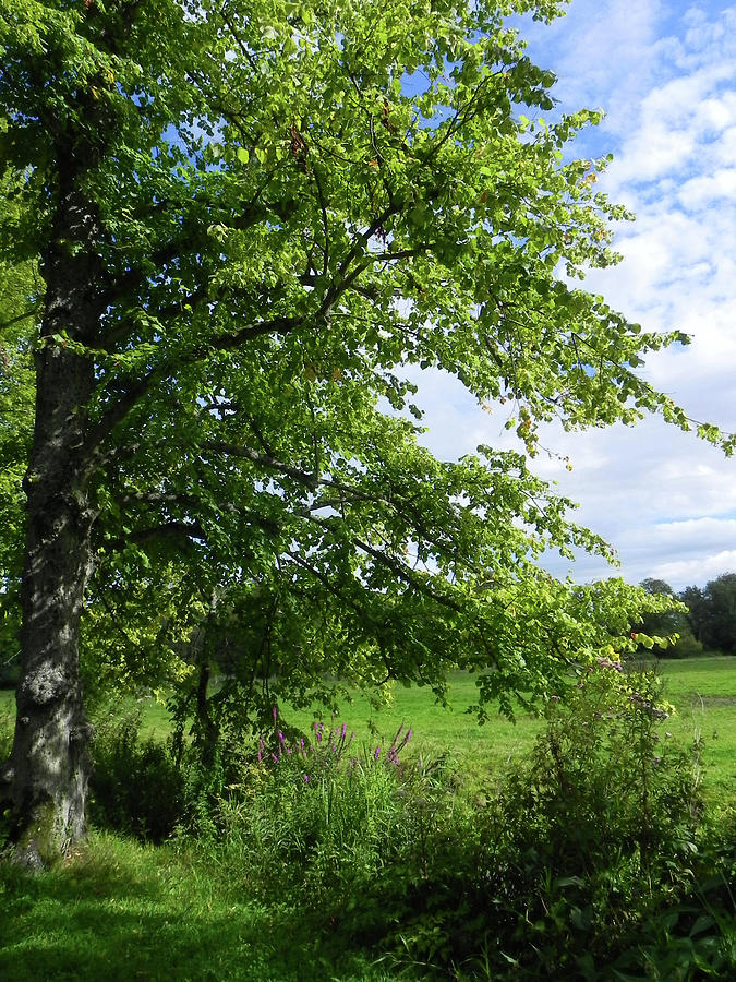  Summer  trees  Photograph by Josie Gilbert